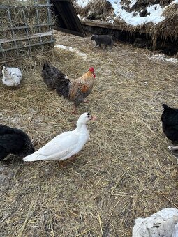 Kachna pižmová - 3