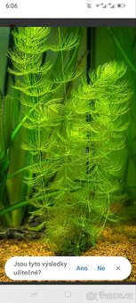 Akvarijní rostlinka - zdarma - 3
