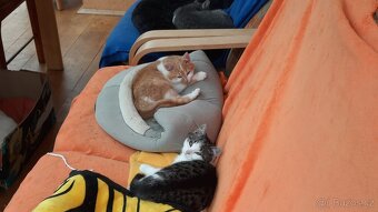 Daruji koťata do dobrých rukou - 3