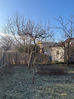 Ovocné stromy na dřevo k pokácení - 3