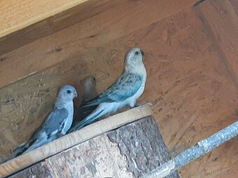 Papoušek  zpěvavy - 3