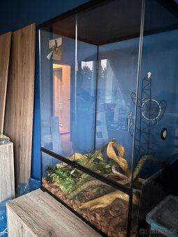 Užovka červená ( snow) s teráriem - 3