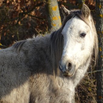 Prodám hřebce welsh pony, sekce B. - 3