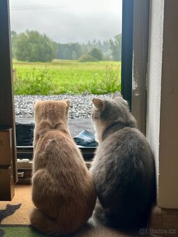 Daruji Kočičky - 3