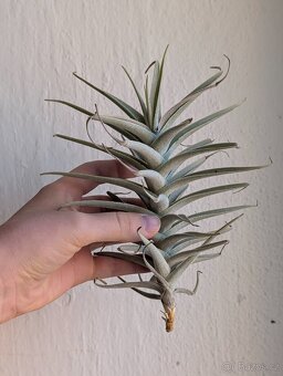 Tilandsie, Tillandsia - 3