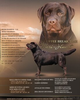 Labrador 🐾 - 3