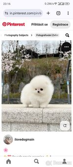 Pomeranian - 3