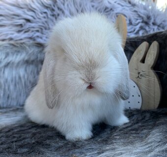 ❤️⭐️Minilop Kralicek Beránek miminka - 3