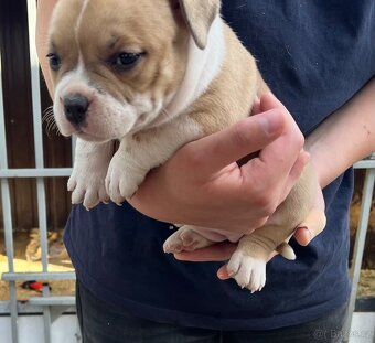 Štěně American Bully - 3