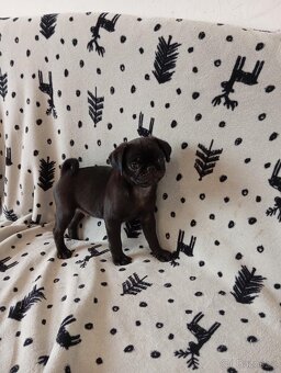 Mops - 3