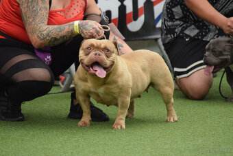 American bully exotic -- hledáme nový dmov - 3