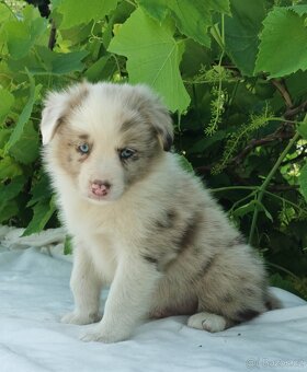Border kolie , Collie , kolia - 3