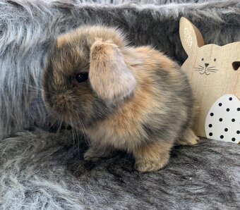 ❤️❤️Minilop Beránek Kralicek k rezervaci - 3