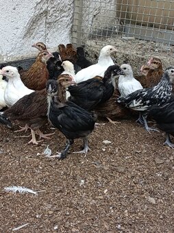 Leghorn,Vlaška koroptví a Australka velká - 3