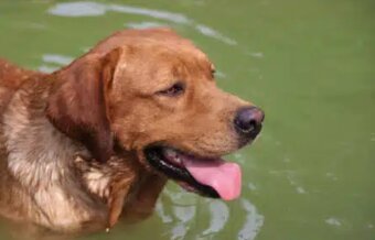 Labradorský retriever Fox Red s PP - 3