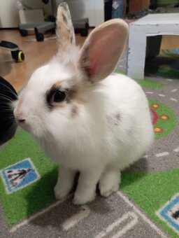 Zakrslý králík, králíček Lion head Žofinka - 3