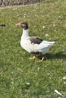 Husa pomořanská - 3