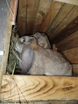 Francouzský Beran - 3