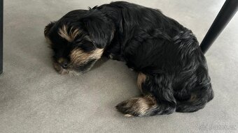 Biewer jorkširský teriér - 3