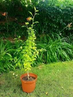 Ibišek, Ibišek syrský, stromky, keře - 3