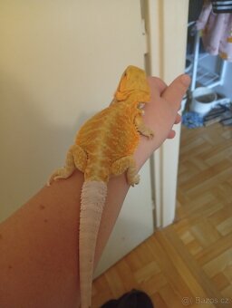 Prodám terárium+agamy vousate - 3