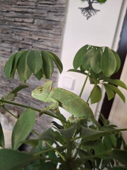 chameleon jemenský - 3