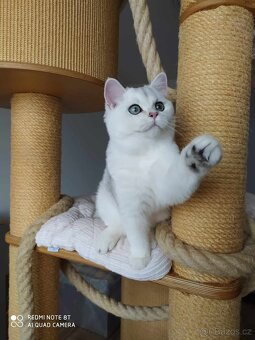 Koťátka britské kočičky s PP - 3