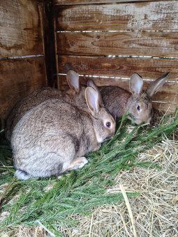 Králík - samci - 3