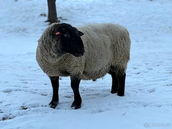 Plemenný beran Suffolk - 3