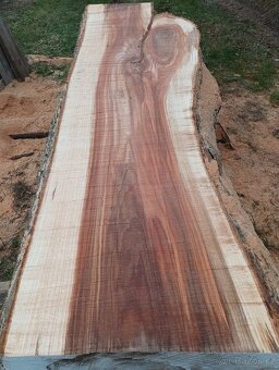 Jilmové fošny, členité, nádherná kresba - 3