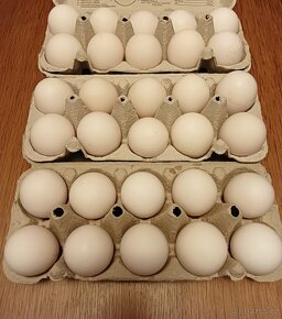 Nasadova vajíčka - 3