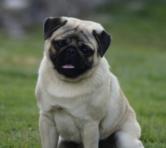 Mops, štěně na prodej - 3