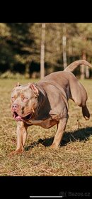 American bully - 3