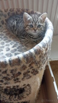 Britská koťátka whiskas s PP - 3