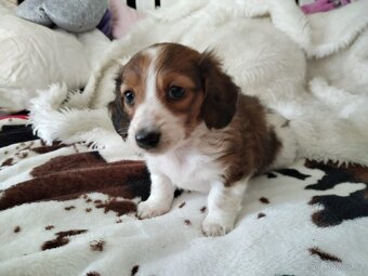 Jezevčík dlouhosrstý červený piebald - 3
