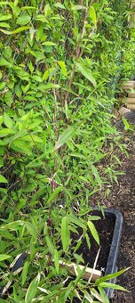 Bambusy phyllostachys aureosulcata spectabilis nebo bisseti - 3