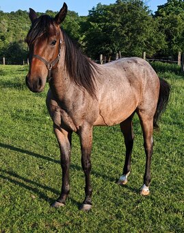 Paint horse - 3