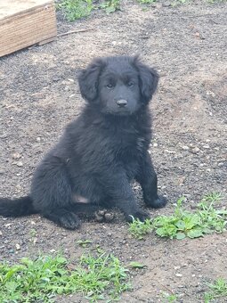 stene krizenec mix borderkolie,samojed,ohar - 3