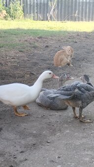 🦆 kachny na prodej 🦆 - 3