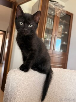 Darujeme kocourka - 3