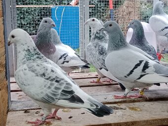 Poštovní holub standart - 3