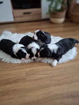 Štěňátka Border kolie - 3