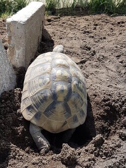 Suchozemské želvy - vlastní odchovy - 3