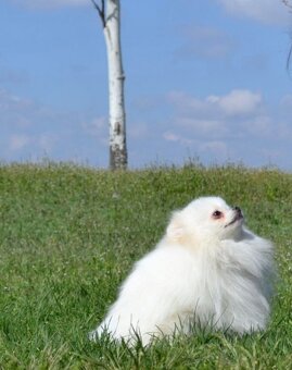 Pomeranian štěňátko fenka - 3