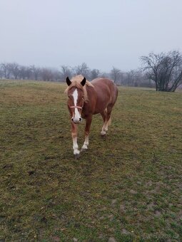 Slezský norik - kobylka - 3