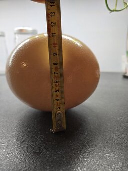 Pštrosí vajíčko - vyfouknuté - 3