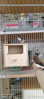 Chuvička japonská - 3