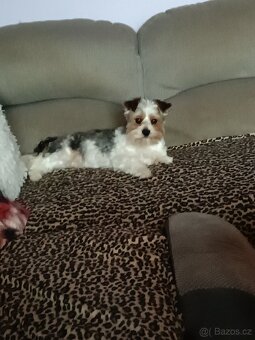 Nabízím pejska ke krytí - 3