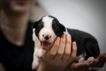 Border kolie štěňata s PP - 3