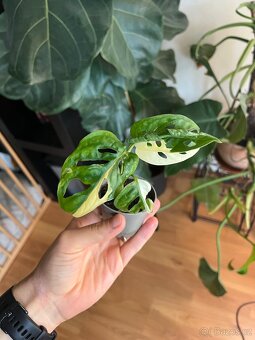 Monstera Adansonii Variegata - 3